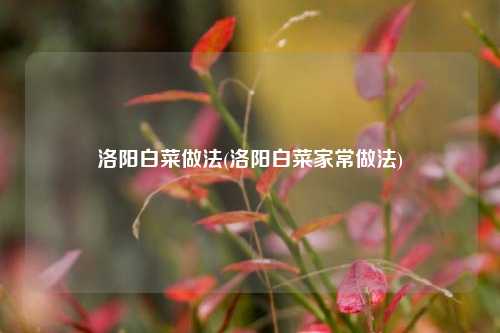 洛阳白菜做法(洛阳白菜家常做法)